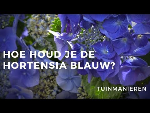 Video: Verander de kleur van de hortensiastruik: hoe u de hortensia van kleur laat veranderen