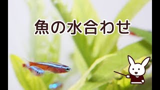チャーム】GEX AGS カージナルテトラの飼育セット 熱帯魚水槽
