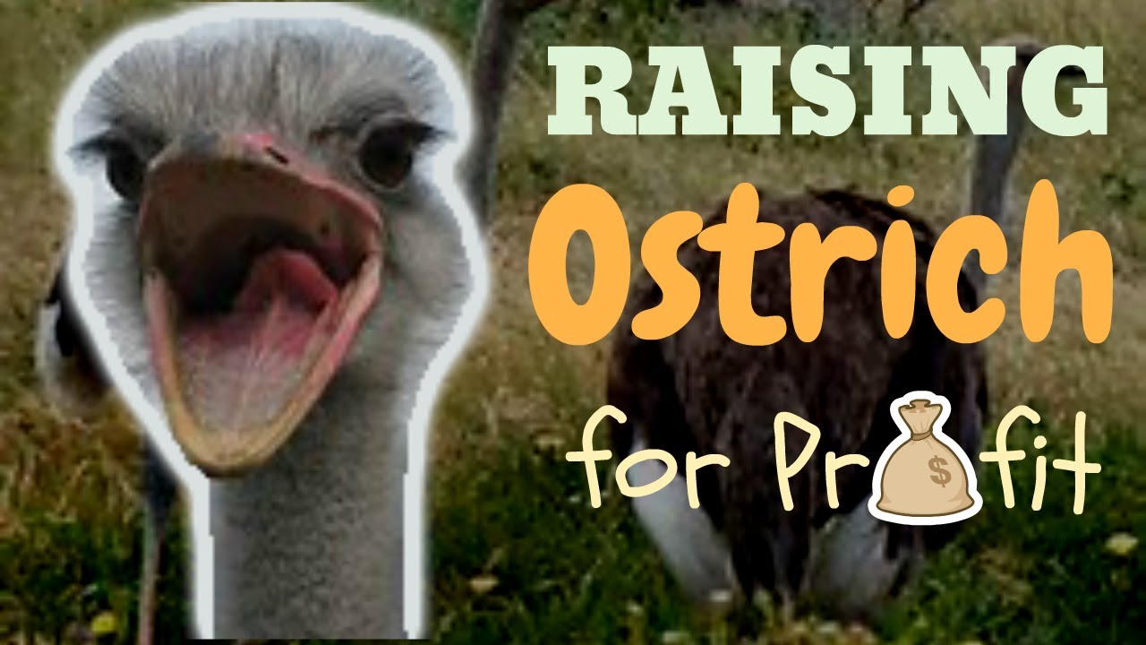 Raising Ostriches For Profit YouTube