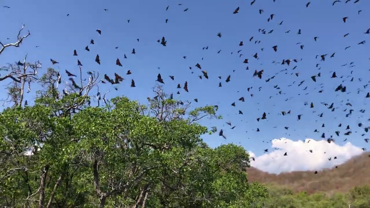 Pulau kalong | riung ngada NTT