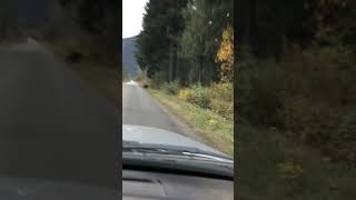 POV's Close Encounter with a Road Crossing Bear While Driving
