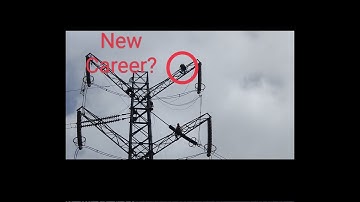 New Career? Got some big cables done this week. How big?