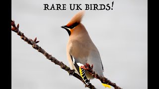 Rare UK Birds!