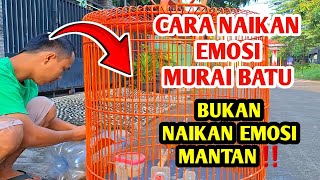 Cara Menaikan Emosi Murai Batubukan Cara Menaikan Emosi Mantan