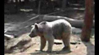 Bär,Ber,Tanz,Action,Ayi,Bar,Krank,A,B,C,Tier,Tiere