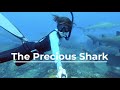 SHARK CONSERVATION POEM - The Precious Shark  - Gingeunderthesea - help save sharks