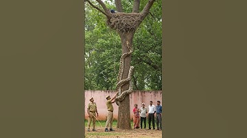 Giant Python Scales Tree Towards Bird