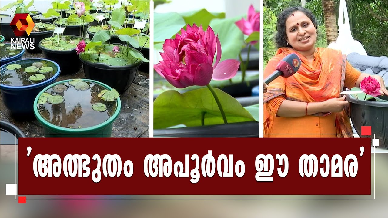 തൃശ്ശൂരിൽ കൗതുകമായി അപൂർവയിനം താമര; കാണാൻ താമരപ്രേമികളുടെ നിര  | Lotus | Thrissur | Kairali News