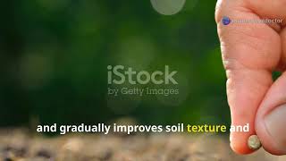 Revive Dead Soil With This Forgotten Herb