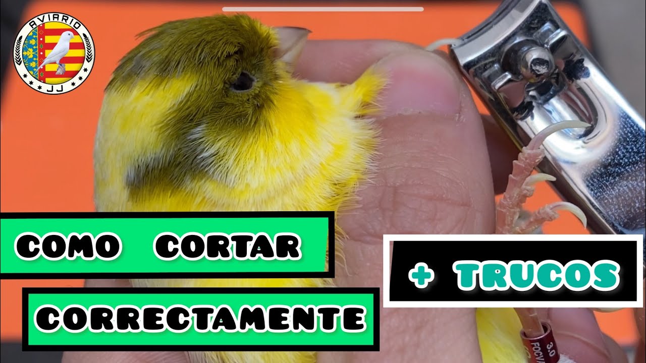 COMO CORTAR UÑAS DE CANARIO Y PLUMAS CLOACA | TRUCOS CRÍA DE CANARIOS ...