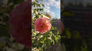 Бабье лето 🤩#мойсад #цветник #розы #розочка#розарий#цветыдлядома #flowers #бабьелето #мойдом #сад