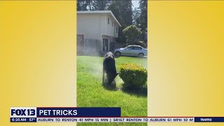 Liz's Pet Tricks for Friday, June 23