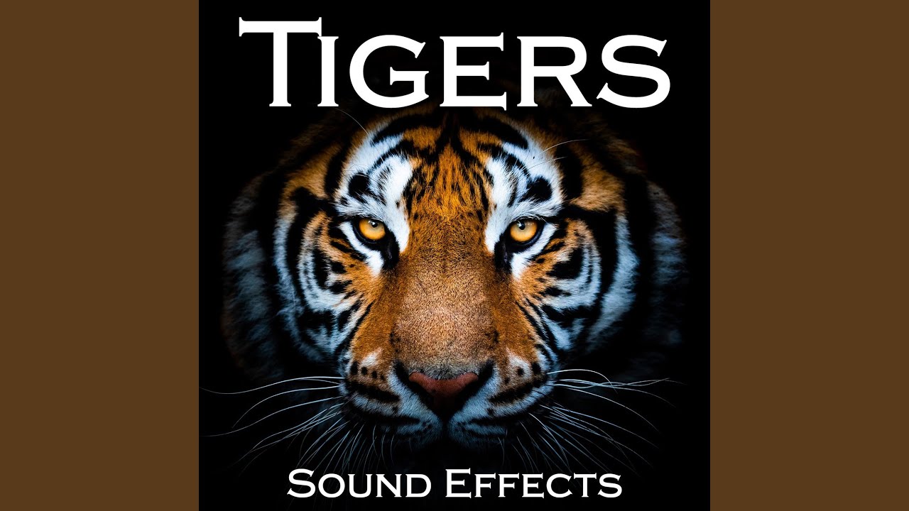 YouTubeでFemale Bengal Tiger at Zoo, with Many Raspy Chuffs and Paws Movesを視聴