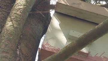 Scout Bees Swarm Trap