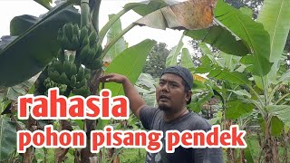 CARA AGAR POHON PISANG PENDEK