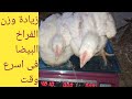 وصفة خطيرة وفعالة لزيادة وزن الفراخ بسرعة الصاروخ عمر ٣٢ يوم فاتح للشهية ورافع اوزان مكمل غذائي
