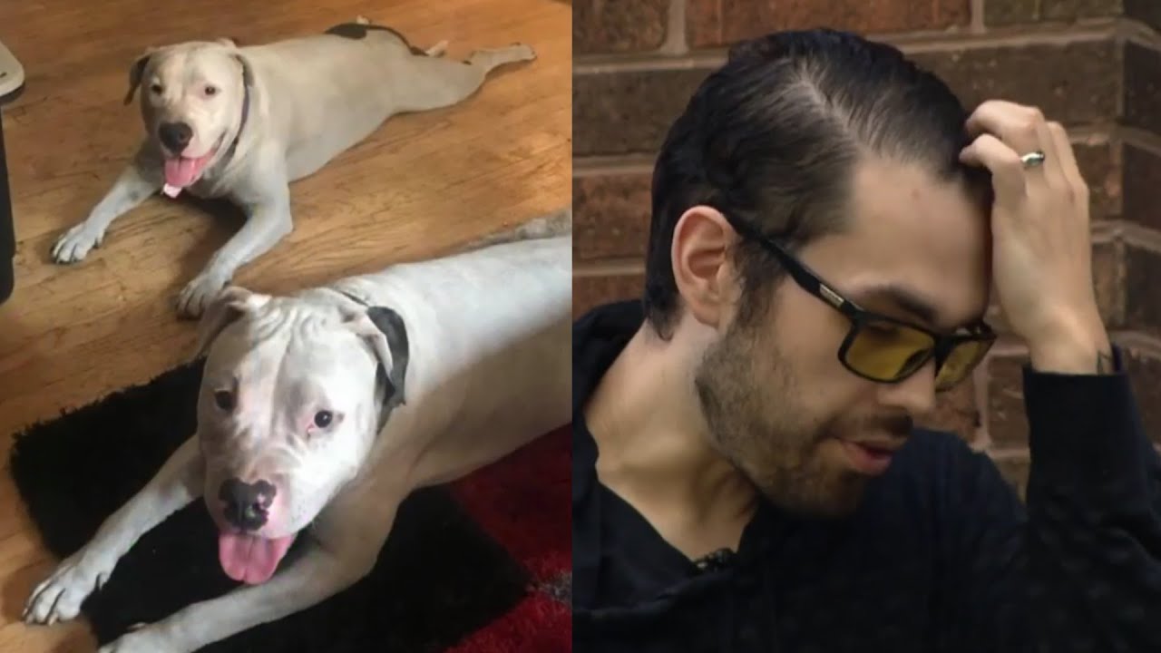 Pit Bull attacks again after being deemed vicious by the courts - YouTube