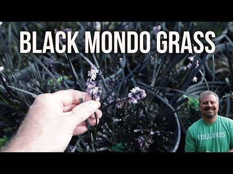 Video: Mondo Grass informācija un kopšana - padomi Mondo zāles audzēšanai dārzos