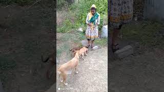 Cute dog #doglover#puppy #shortvideo #love