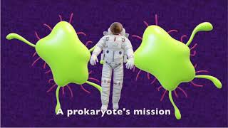 Binary Fission - A Prokaryote's Mission