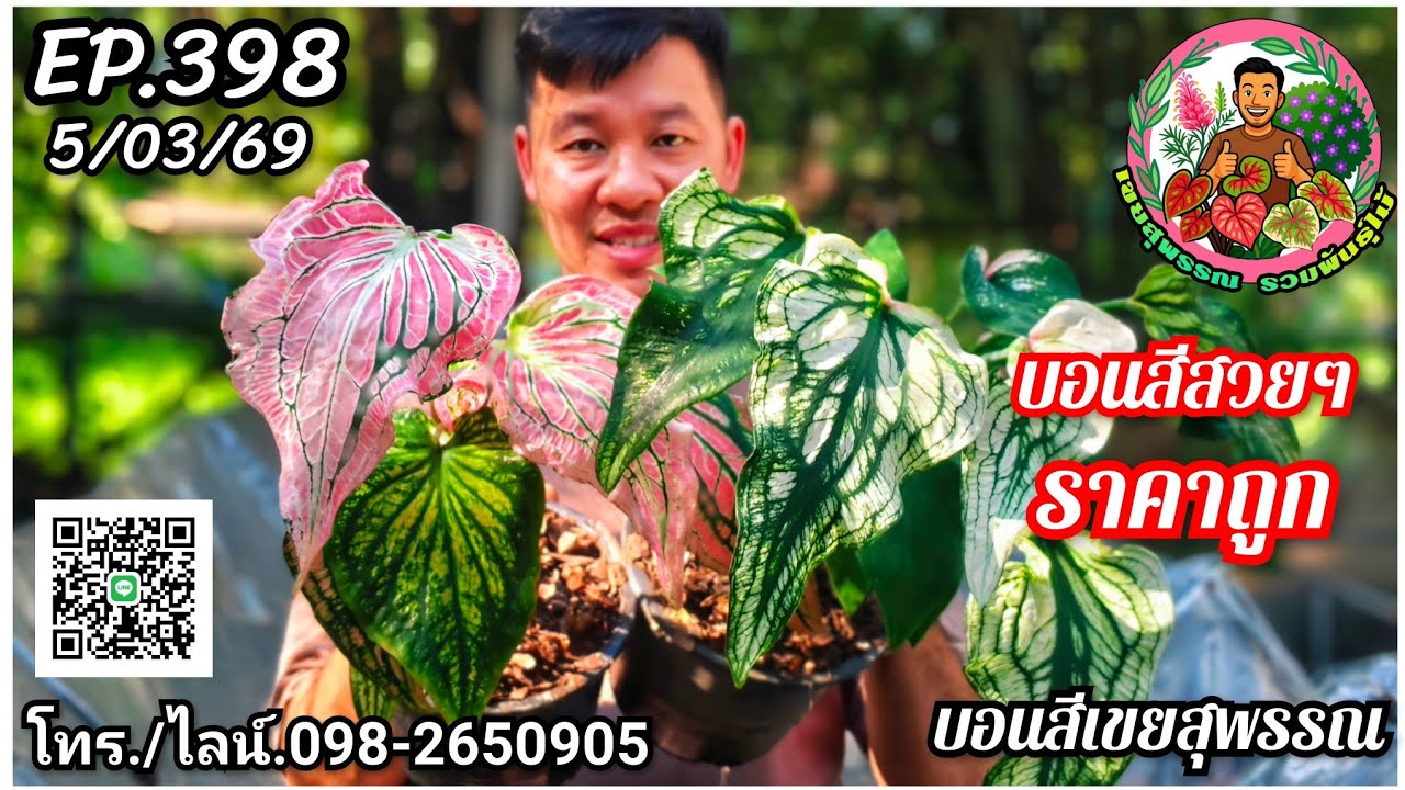 🪅คลิปใหม่🪅บอนสีเขยสุพรรณ🪅จำหน่ายบอนสีราคาถูก🪅