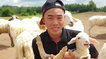 Du Lịch Vũng Tàu| Tham Quan Đồng Cừu