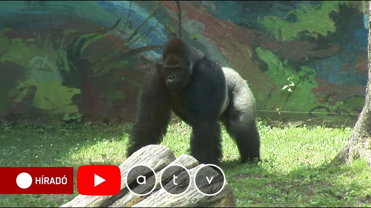 Életmentő műtétet hajtottak végre a Nyíregyházi Állatpark gorilláján