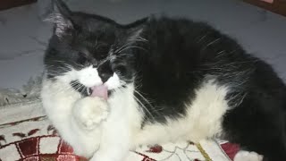 Fluffy cat grooming itself by Cats Feed Journey 162 views 4 days ago 2 minutes, 37 seconds