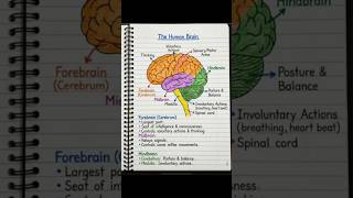 Human Brain Explained 🧠 | Forebrain, Midbrain, Hindbrain Easy Notes | Class 10 Biology
