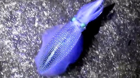 Amazing squid swimming and changing color.