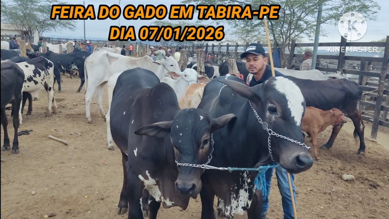 Primeira Feira do Gado em Tabira-PE de 2026 