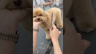 ULTIMATE HACK FOR CAVAPOO grooming #cavapoo #puppy #dogs #shortsyoutube