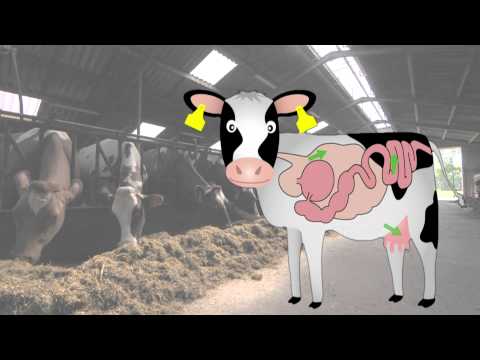 Video: Quantitative Vergleiche Ausgewählter Kultivierter Und Nicht Kultivierter Mikrobieller Populationen Im Pansen Von Rindern, Die Mit Unterschiedlichen Futtermitteln Gefüttert Wurden