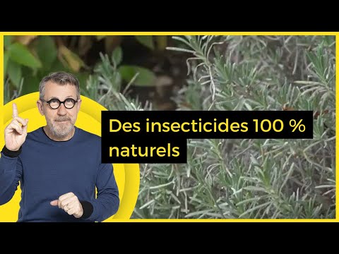 Vidéo: Informations sur l'insecticide au pyrèthre - Utilisation d'un spray au pyrèthre naturel