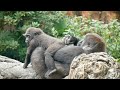 Female Gorilla Grooming Her Sister