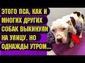Эту собаку, как и многих других выбросили на улицу  Но одним утром... Трогательная жизненная история
