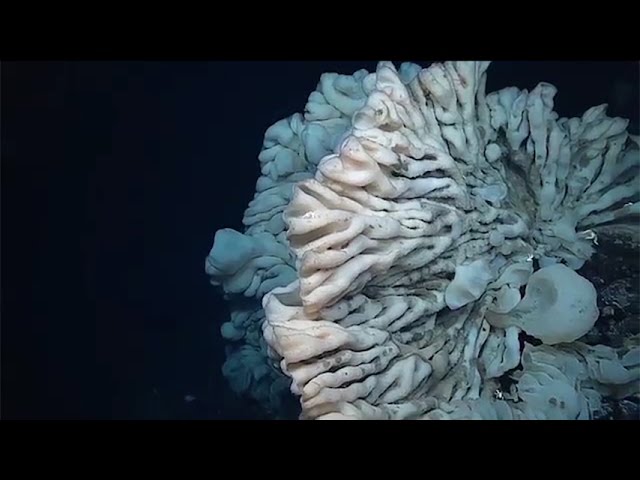 Scientists discover largest sponge known during deep-sea exploration