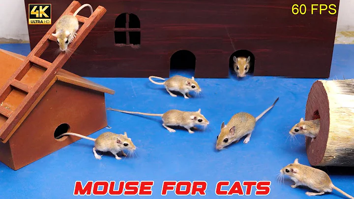 Cat Games Studio - Catching Mouse 🐭 | Ultimate Entertainment Video for Cats & Dogs | 4K TV for Pets