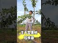 Easy Fruit Tree Planting & Branch Shaping Idea 🍏 Orchard Farming Tips #Shorts