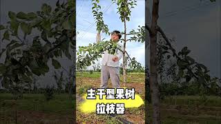 Easy Fruit Tree Planting & Branch Shaping Idea 🍏 Orchard Farming Tips #Shorts