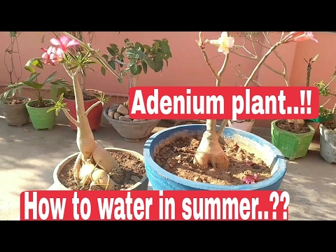 Adenium plant care in summer, How to water Adenium plant in summer ...