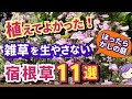 【ガーデニング】雑草が生えない！秋植えにおすすめの植えてよかった宿根草11選の紹介！ほったらかしの庭作りでらくに楽しむ！丈夫で植えっぱなしOK！gardening