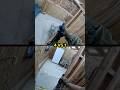 Nobody Saw Him #airsoft #military #shorts