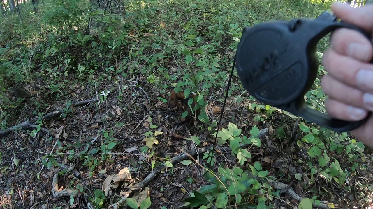 Poppy the deer tracking dachshund by Darrell Wissel YouTube