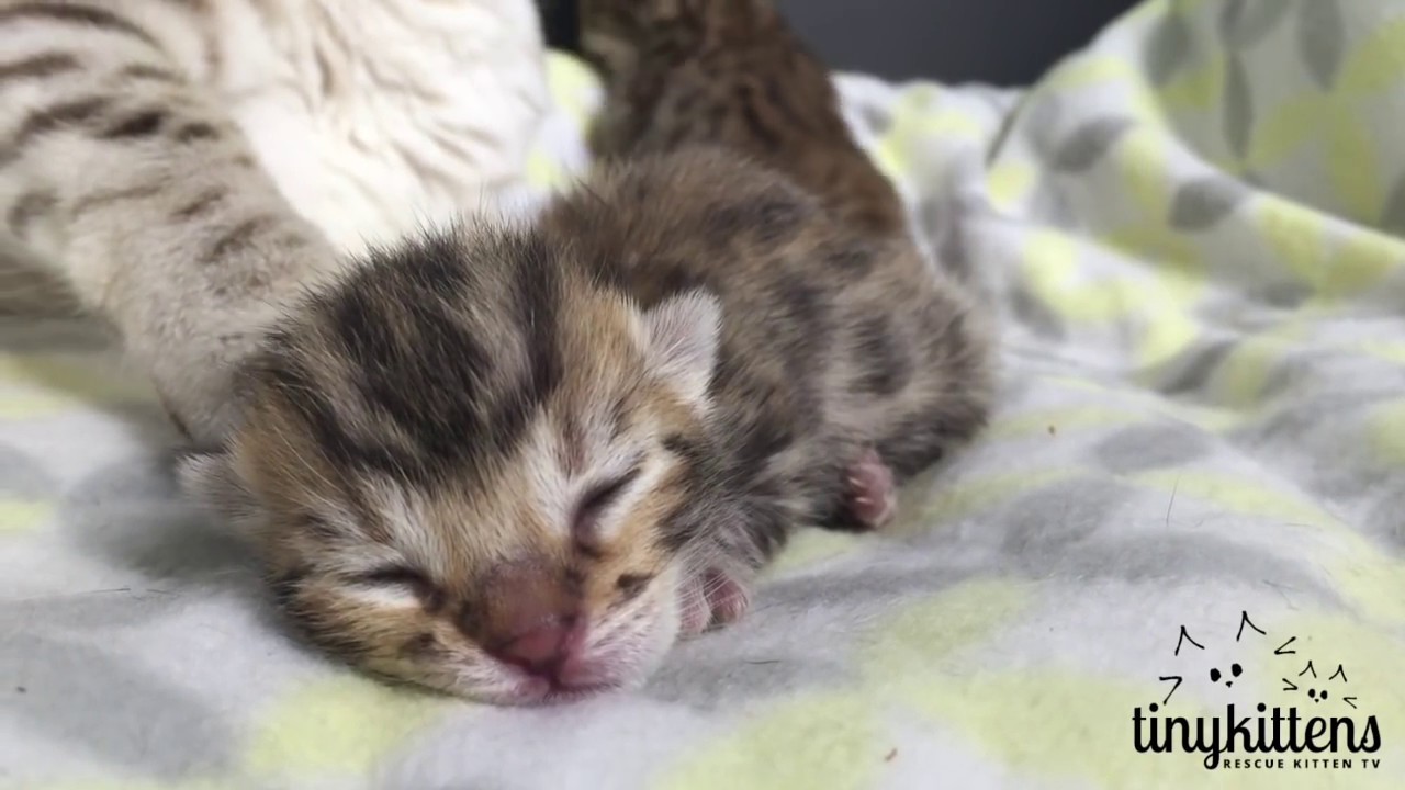 Felicitys Incredible Story Rescued From A Backyard Breeder