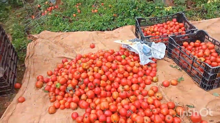 1m2 cho thu hoạch bao nhiêu kg cà chua
