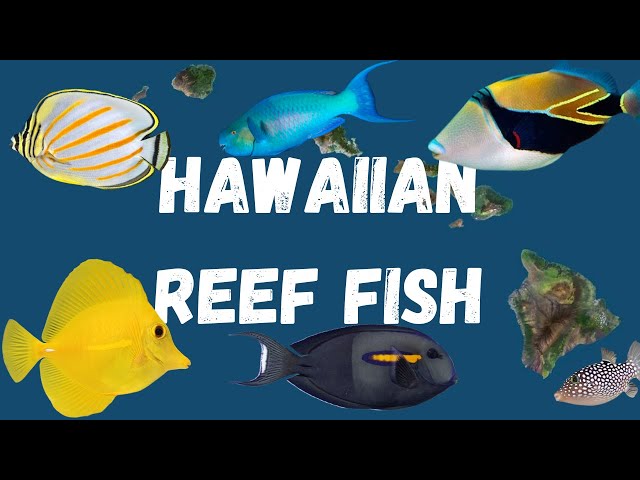 Aloha Joe In Hawaii A Visual Guide To Hawaii39s Reef Fish Reef Fish