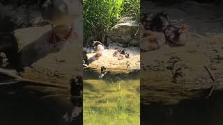 Une famille au bec fin #suisse #nature #suiza #schweiz #Svizzera #harle #Vaud #broye