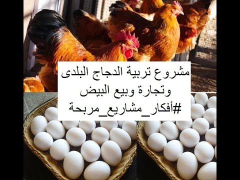 فيديو: كيف تبيع بيض دجاج ريفي