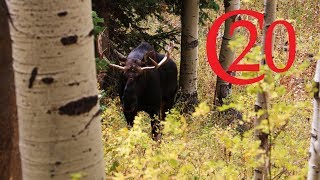 Close Encounter with a Bull Moose